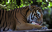 Animal, Animals, Cat, Cats, tiger, tigers, mammal, mammals, placental mammal, placental mammals, carnivore, carnivores, felidae, bengal, bengal tiger, bengal tigers, eat, eats, eating, meat.