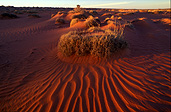 Australia, Australian, Australian desert, Australian deserts, desert, deserts, desert scenes, simpson, simpson desert, simpson, dune, dunes, sand dune, sand dunes, national park, national parks, simpson desert national park, simpson desert np, dry, outback, australian outback, outback australia, remote, vegetation, ripple, ripples.