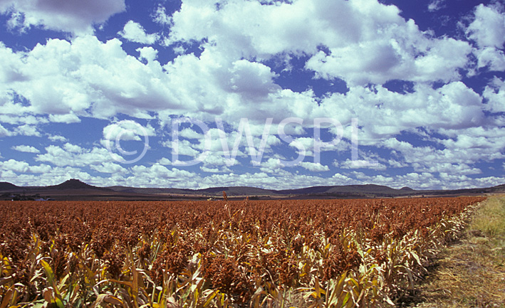 stock photo image: Australia, qld, queensland, darling downs, great dividing range, sorghum, crop, crops, rural, rural scene, rural scenes, cloud, clouds.