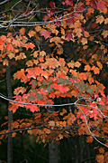 Usa, united states, america, united states of america, michigan, tree, trees, acer, maple, maples, autumn, autumn scene, autumn scenes, leaf, leaves.