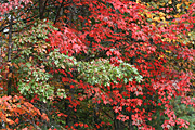 Usa, united states, america, united states of america, michigan, tree, trees, acer, maple, maples, autumn, autumn scene, autumn scenes, leaf, leaves.