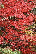 Usa, united states, america, united states of america, michigan, tree, trees, acer, maple, maples, autumn, autumn scene, autumn scenes, leaf, leaves.