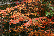 Usa, united states, america, united states of america, michigan, tree, trees, acer, maple, maples, autumn, autumn scene, autumn scenes, leaf, leaves.