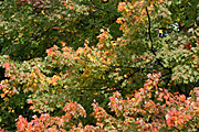 Usa, united states, america, united states of america, michigan, tree, trees, acer, maple, maples, autumn, autumn scene, autumn scenes, leaf, leaves.