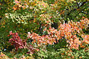 Usa, united states, america, united states of america, michigan, tree, trees, acer, maple, maples, autumn, autumn scene, autumn scenes, leaf, leaves.