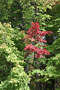 Usa, united states, america, united states of america, michigan, tree, trees, acer, maple, maples, autumn, autumn scene, autumn scenes, leaf, leaves.