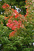 Usa, united states, america, united states of america, michigan, tree, trees, acer, maple, maples, autumn, autumn scene, autumn scenes, leaf, leaves.