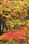 Usa, united states, america, united states of america, michigan, tree, trees, acer, maple, maples, autumn, autumn scene, autumn scenes, leaf, leaves.