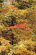 Usa, united states, america, united states of america, michigan, tree, trees, acer, maple, maples, autumn, autumn scene, autumn scenes, leaf, leaves.