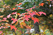 Usa, united states, america, united states of america, michigan, tree, trees, acer, maple, maples, autumn, autumn scene, autumn scenes, leaf, leaves.