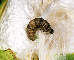 Insect, insects, caterpillar, caterpillars, bollworm, bollworms, spiny bollworm, spiny bollworms, spiny bollworm caterpillar, spiny bollworm caterpillars, earias, insulana, earias insulana, boll, bolls, cotton.