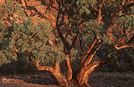 Australia, tree, trees, gum tree, gum trees, eucalypt, eucalypts, eucalyptus, eucalyptus tree, eucalyptus trees, gumtree, gumtrees, outback, australian outback, outback australia.