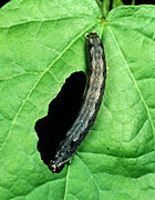 Insect, insects, cotton leafworm, cotton leafworms, cotton, leafworm, armyworms, armyworm, Spodoptera littoralis, spodoptera, littorallis, caterpillars, caterpillar, larva, Insecta, insect, insections, Lepidoptera, Noctuidae, pest, pests, cotton, Gossypium, leaf, damage, polyphagous, ubiquitous.