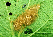 Insect, insects, cotton leafworm, cotton leafworms, cotton, leafworm, armyworms, armyworm, Spodoptera littoralis, spodoptera, littorallis, egg, eggs, Insecta, insect, insections, Lepidoptera, Noctuidae, pest, pests, cotton, Gossypium, leaf, damage, polyphagous, ubiquitous.