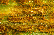 Disease, diseases, plant disease, plant diseases, rust, brown, brown rust, puccinia, redondita, puccinia redondita, wheat, crop, crops, NC26
