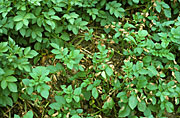 Disease, diseases, plant disease, plant diseases, blight, late, late blight, vegetable, vegetables, potato, potatoes, phytophthora, infestans, phytophthora infestans.