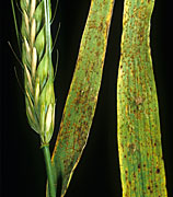Disease, diseases, plant disease, plant diseases, rust, brown, brown rust, puccinia, redondita, puccinia redondita, barley, crop, crops, NC26