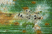 Disease, diseases, plant disease, plant diseases, powdery, mildew, powdery mildew, erysiphe, graminis, erysiphe graminis, pustule, pustules, cleistothecia, wheat.