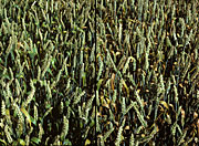 Disease, diseases, plant disease, plant diseases, rust, brown, brown rust, puccinia, redondita, puccinia redondita, wheat, crop, crops, NC26