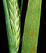 Disease, diseases, plant disease, plant diseases, rust, brown, brown rust, puccinia, redondita, puccinia redondita, barley, crop, crops, NC26