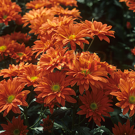 stock photo image: Flower, flowers, chrysanthemum, chrysanthemums stock photo image: Flower, flowers, chrysanthemum, chrysanthemums