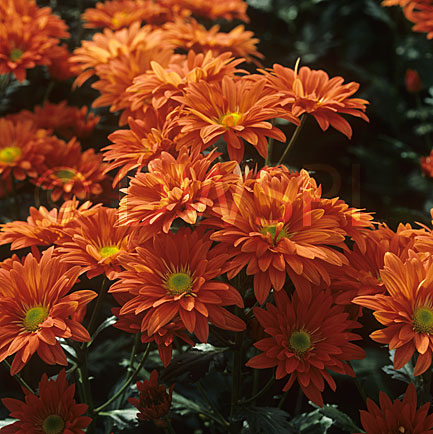 stock photo image: Flower, flowers, chrysanthemum, chrysanthemums 