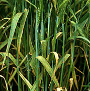 Disease, diseases, plant disease, plant diseases, brown, brown rust, puccinia, redondita, puccinia redondita, barley, crop, crops, NC26