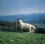 Farming, Farmland, farm, farms, animal, animals, sheep, meat industry, meat trade, livestock, ewe, ewes, mule, north country, north country mule.