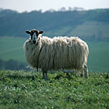Farming, Farmland, farm, farms, animal, animals, sheep, meat industry, meat trade, livestock, ewe, ewes, mule, north country, north country mule.