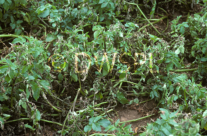 stock photo image: Disease, diseases, plant disease, plant diseases, potato, potatoes, blight, late, late blight, phytophthora, infestans, phytophthora infestans, crop, crops.
