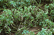 Disease, diseases, plant disease, plant diseases, potato, potatoes, blight, late, late blight, phytophthora, infestans, phytophthora infestans, crop, crops.
