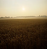 Farming, Farmland, farm, farms, Agriculture, rural, rural scene, rural scenes, crop, crops, wheat, wheat crop, wheat crops, wheat field, wheat fields, mist, misty.