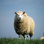 Farming, Farmland, farm, farms, animal, animals, sheep, meat industry, meat trade, livestock, ewe, ewes, texel, texel cross, texel cross sheep.
