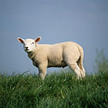 Farming, Farmland, farm, farms, animal, animals, sheep, meat industry, meat trade, livestock, ewe, ewes, texel, texel cross, texel cross sheep, lamb, lambs.