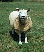 Farming, Farmland, farm, farms, animal, animals, sheep, meat industry, meat trade, livestock, ewe, ewes, texel, texel cross, texel cross sheep, tongue, tongues.