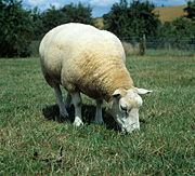 Farming, Farmland, farm, farms, animal, animals, sheep, meat industry, meat trade, livestock, ewe, ewes, texel, texel cross, texel cross sheep.