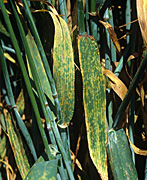 Disease, diseases, plant disease, plant diseases, rust, brown, brown rust, puccinia, redondita, puccinia redondita, barley, crop, crops, NC26