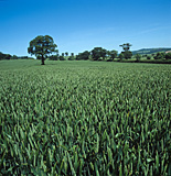 Farming, Farmland, farm, farms, Agriculture, rural, rural scene, rural scenes, crop, crops, wheat, wheat crop, wheat crops, wheat field, wheat fields, tree, trees, oak, oak tree, oak trees.
