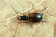 Insect, insects, ground, beetle, beetles, ground beetles, ground beetle, agonum, dorsale, Agonum dorsale.