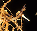 Disease, diseases, plant disease, plant diseases, canker, vegetable, vegetables, potato, potatoes, stolon, Stolon canker, rhizoctonia, solani, Rhizoctonia solani.