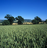 Farming, Farmland, farm, farms, Agriculture, rural, rural scene, rural scenes, crop, crops, wheat, wheat crop, wheat crops, wheat field, wheat fields.