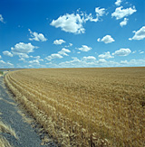 Farming, Farmland, farm, farms, Agriculture, rural, rural scene, rural scenes, crop, crops, wheat, wheat crop, wheat crops, wheat field, wheat fields, drought, drought scene, drought scenes.