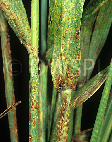 black stem rust