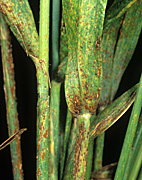 Disease, diseases, plant disease, plant diseases, rust, black, black stem, black stem rust, puccinia, graminis, puccinia graminis, wheat.