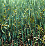 Disease, diseases, plant disease, plant diseases, rust, brown, brown rust, puccinia, redondita, puccinia redondita, wheat, crop, crops, NC26