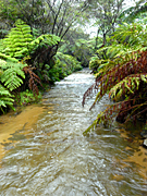Australia, New South Wales, blue mountains, great dividing range, forest, forests, rainforest, rainforests, creek, creeks, stream, streams, fern, ferns, tree fern, tree ferns, DFF, DFFNATPKS, MG73,