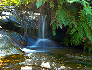 Australia, New South Wales, blue mountains, great dividing range, Leura, Leura Cascades, waterfall, waterfalls, forest, forests, rainforest, rainforests, fern, ferns, water, pond, ponds, creek, creeks, stream, streams, water, MG73,