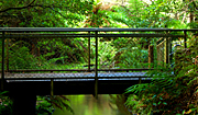Australia, New South Wales, blue mountains, great dividing range, Leura, rainforest, rainforests, forest, forests, bridge, bridges, footbridge, footbridges, pedestrian, pedestrians, MG73,