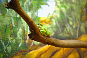 Animal, animals, frog, frogs, tree frog, tree frogs, green tree frog, green tree frogs, amphibian, amphibians, amphibious, tree, trees, MG73,