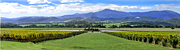 Australia, vic, victoria, vineyard, vineyards, industry, wine, grape, grapes, winery, wineries, domain chandon, green point, green point winery, yarra valley, great dividing range, romeo,